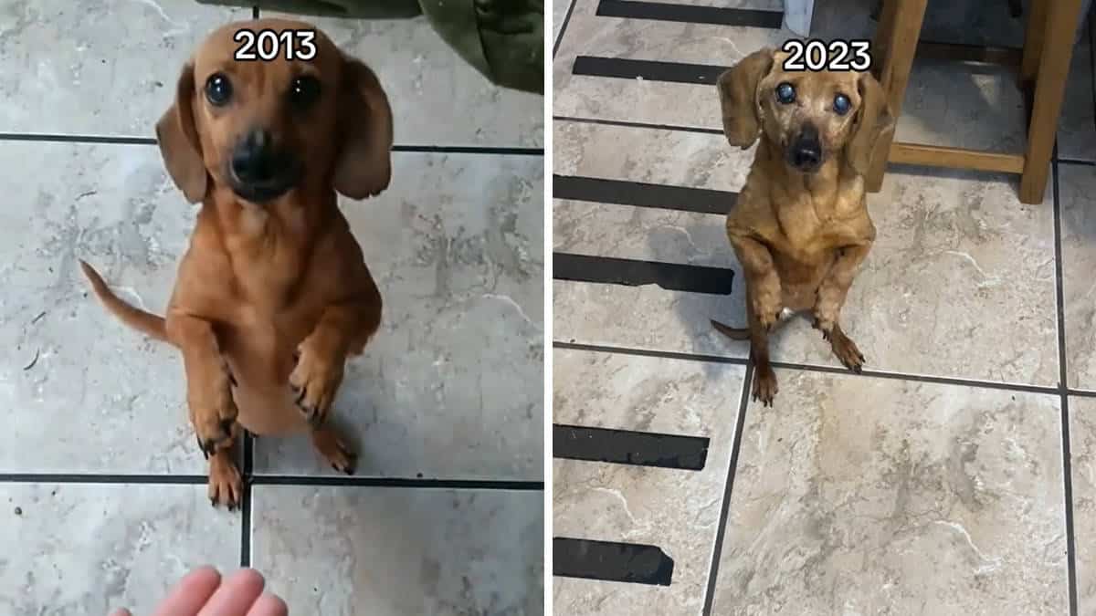 VIDEO: Anche dopo 10 anni, questo cane anziano richiede teneramente degli abbracci 