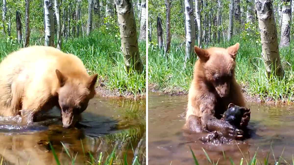 La telecamera nascosta immortala un orsetto orfano mentre fa il bagno con un peluche trovato  --- (Fonte immagine: https://www.chenotizia.net/wp-content/uploads/2023/11/c-orso.jpg)