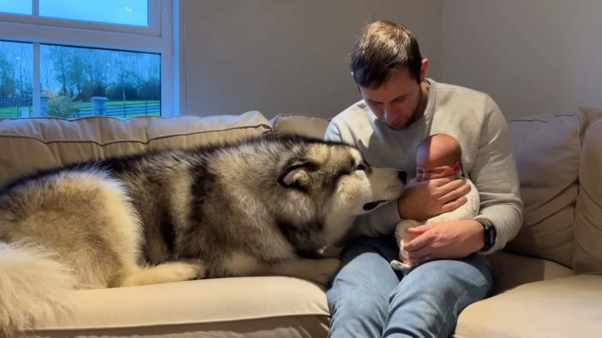 Il gigantesco husky ha il primo incontro "adorabile" con il suo fratellino  --- (Fonte immagine: https://www.chenotizia.net/wp-content/uploads/2023/11/husky2.jpg)