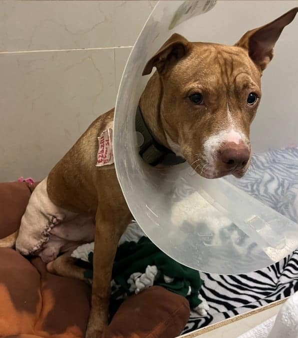 Un cane, investito da un'auto a cui hanno amputato una zampa, ritrova la felicità con il proprietario.