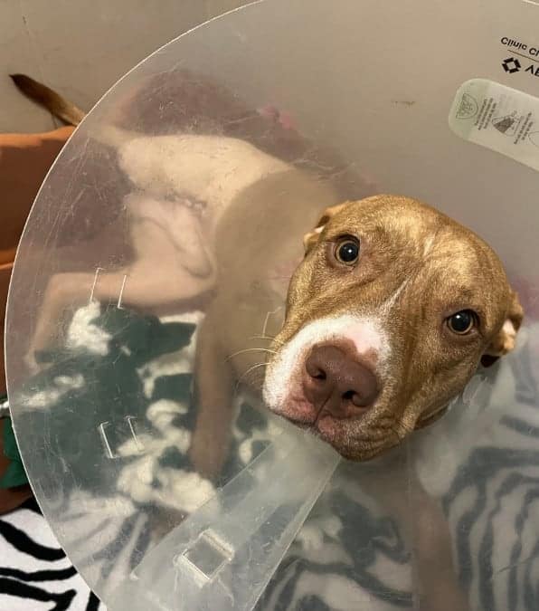 Un cane, investito da un'auto a cui hanno amputato una zampa, ritrova la felicità con il proprietario.