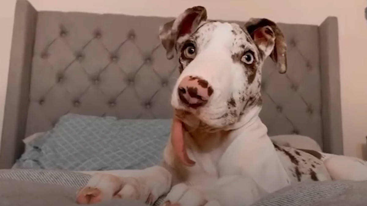 Un cane ha bevuto una bottiglia di whisky mentre il suo padrone era assente e il video ha scioccato TikTok: "È ubriaco"  --- (Fonte immagine: https://www.chenotizia.net/wp-content/uploads/2023/12/c-cane-1.jpg)