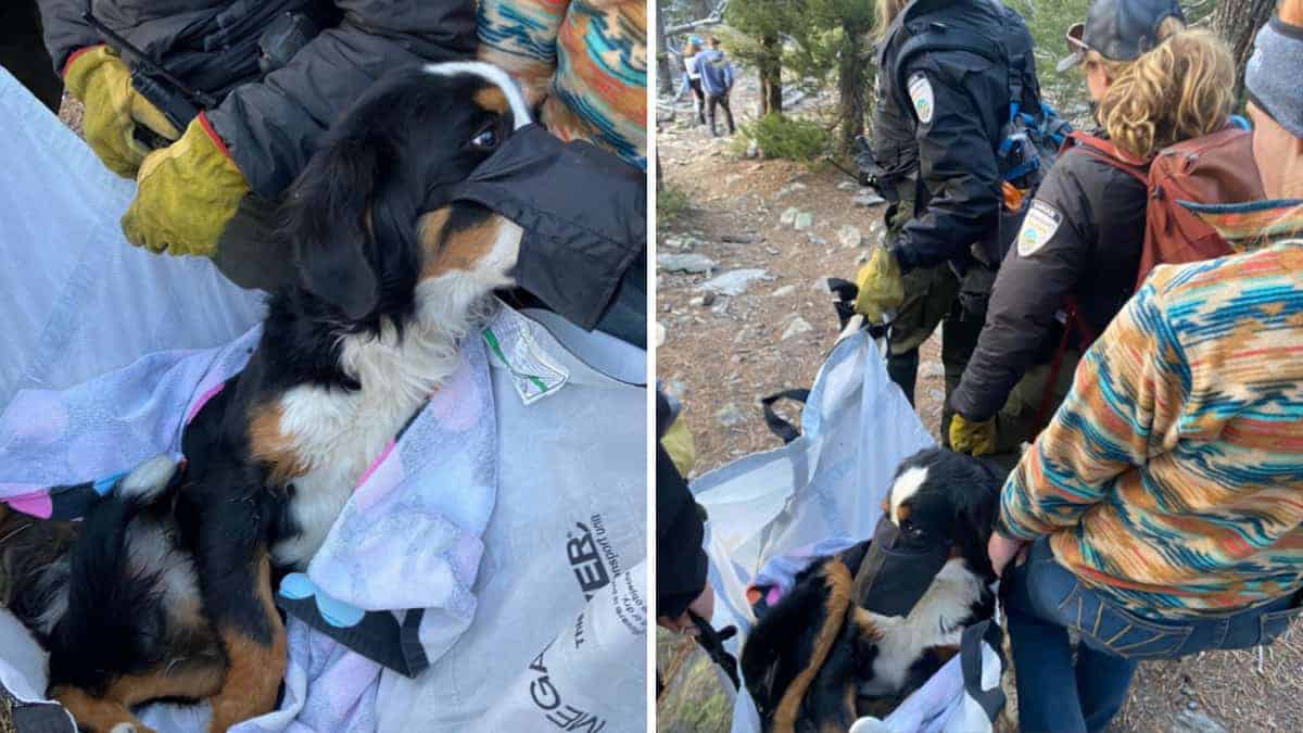 Il Miracoloso ritrovamento di Nova Riley: il cane disperso in montagna
