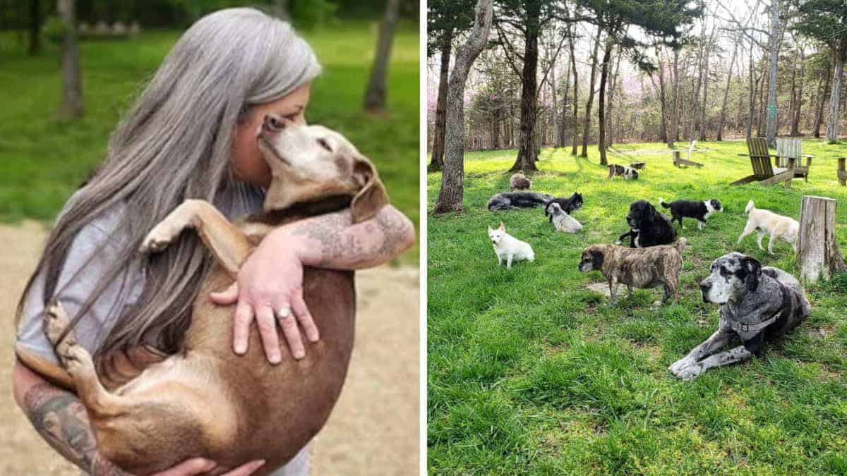 donna trasforma casa in un paradiso per cani anziani