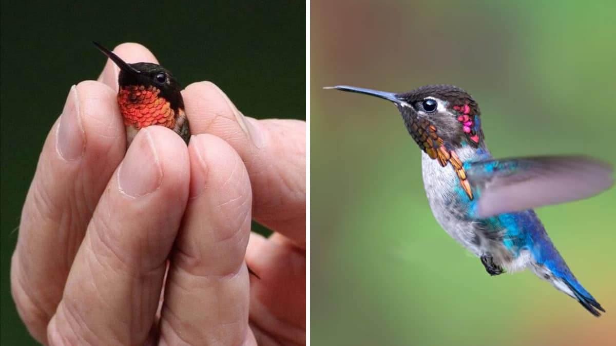 L’uccello più piccolo del mondo è il colibrì Ape