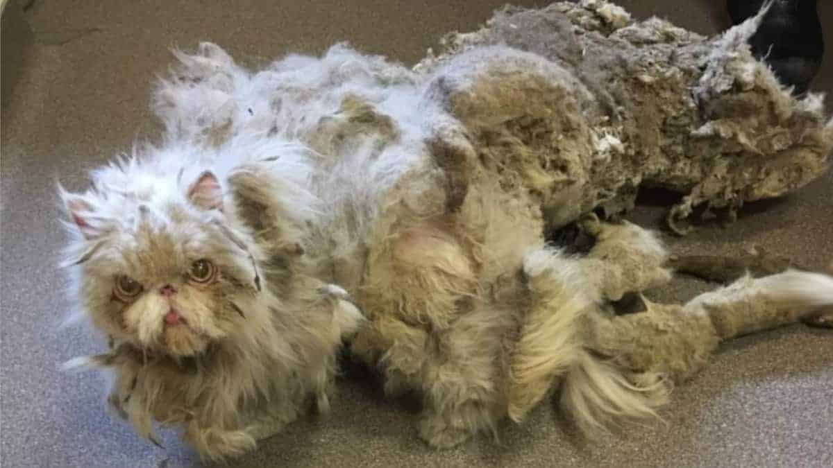 Salvato un gatto persino abbandonato con 5 chili di pelo aggrovigliato