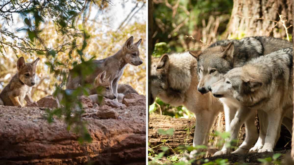 Dopo la perdita del compagna, un lupo continua ad occuparsi dei suoi cuccioli.