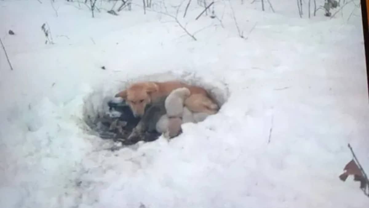 una mamma eroina viveva in un buco nella neve con 6 cuccioli