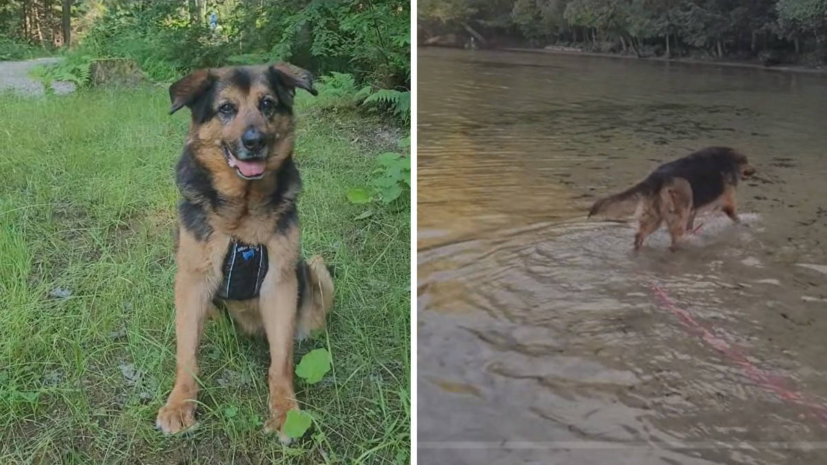 Portano un cane anziano a fare una passeggiata dopo essere stato 7 anni in canile