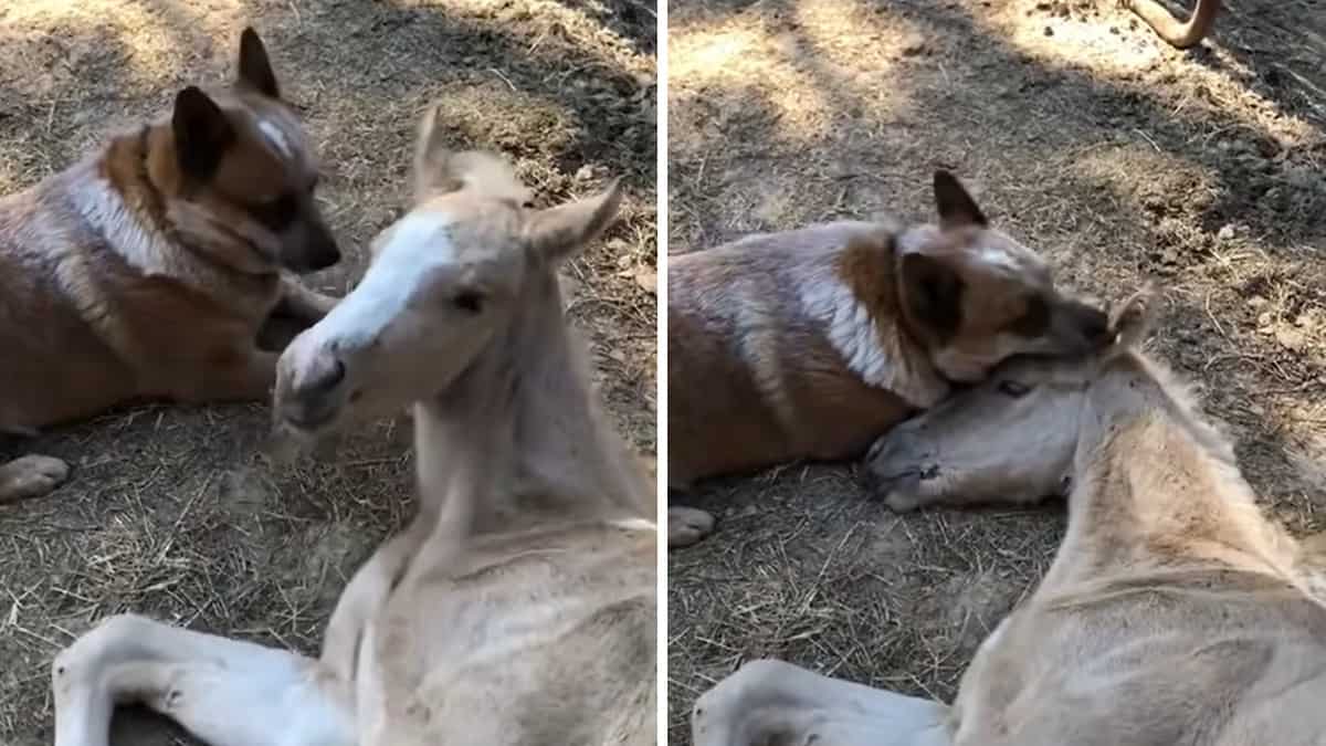 un pony orfano viene confortato da un cane