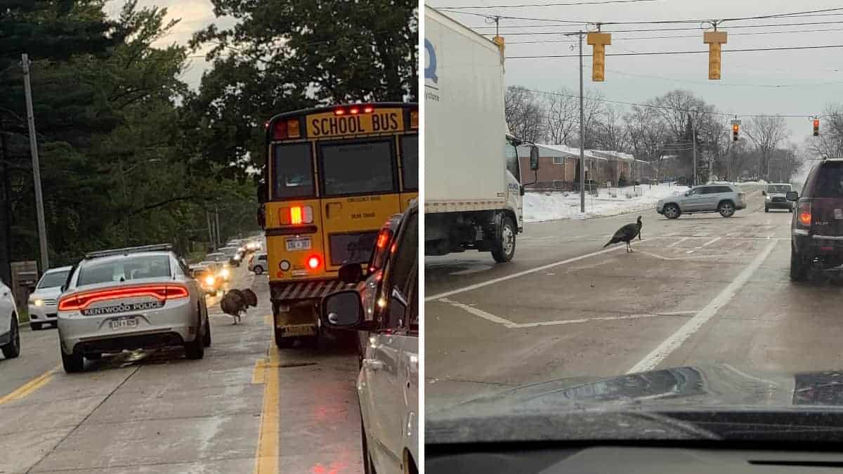 Gary, il tacchino che blocca il traffico e infastidisce gli automobilisti.