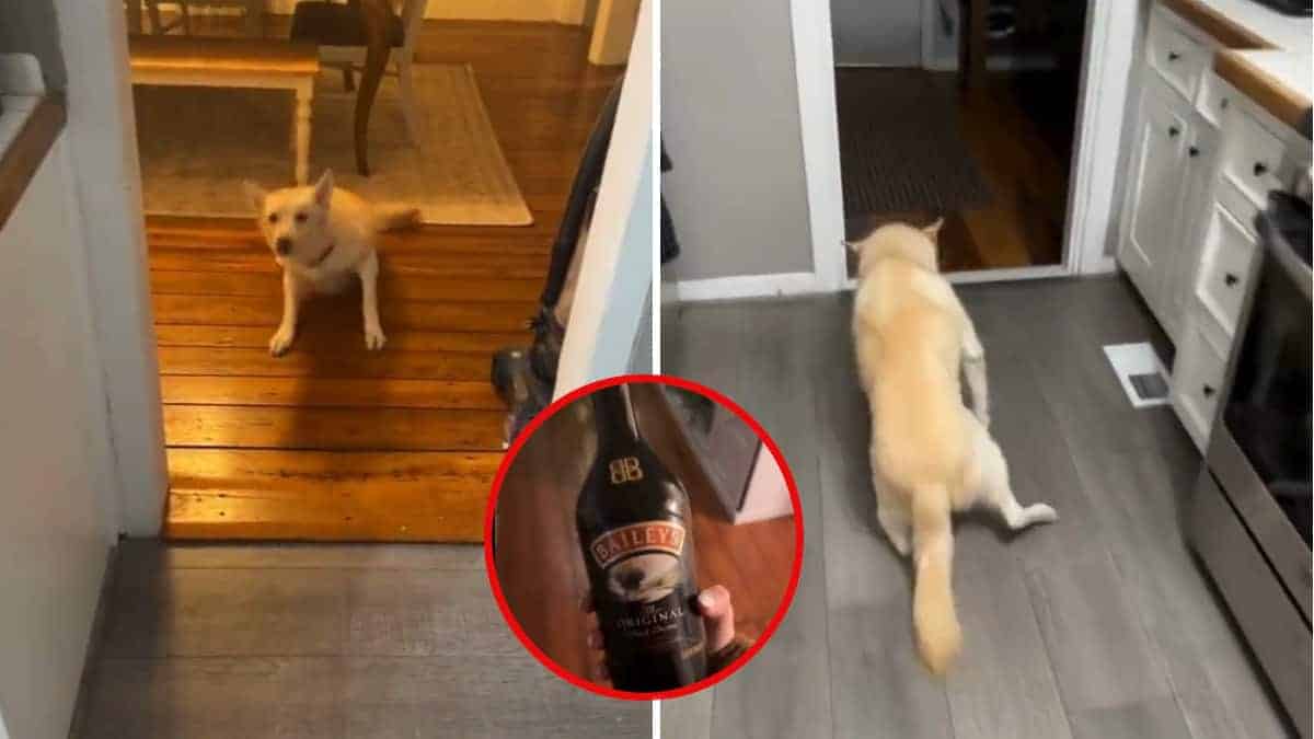 un video del cane completamente ubriaco sciocca TikTok