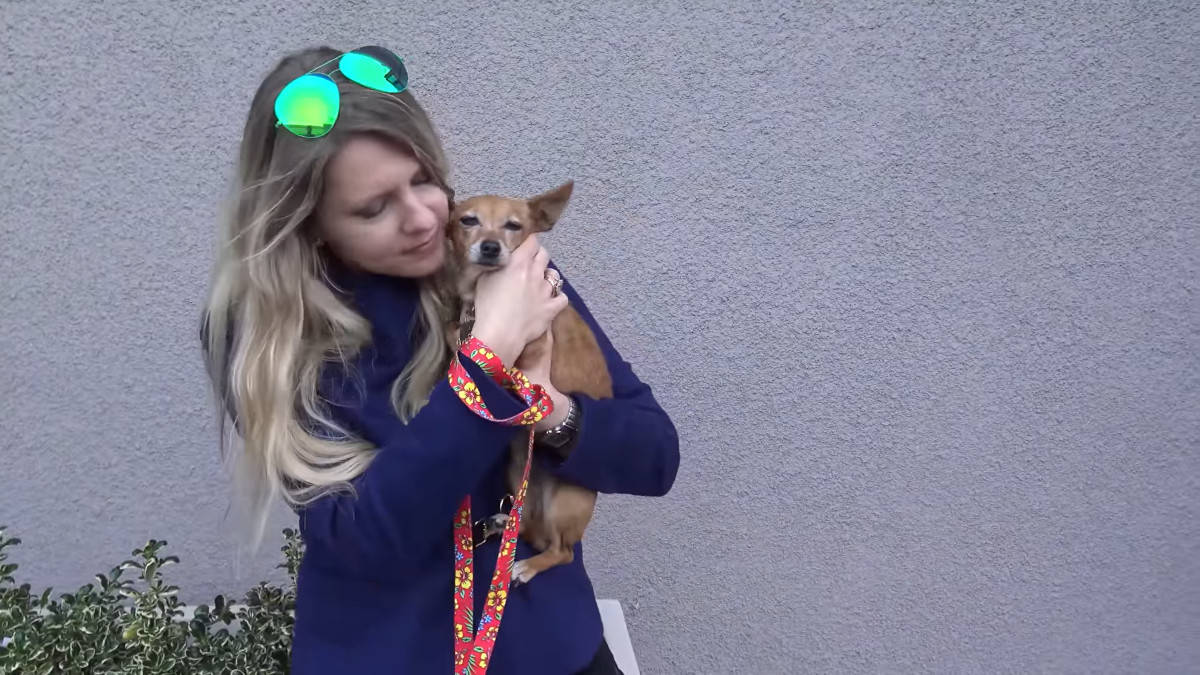 Cagnolina randagia con 3 zampe, dorme in scatola di scarpe sotto la pioggia