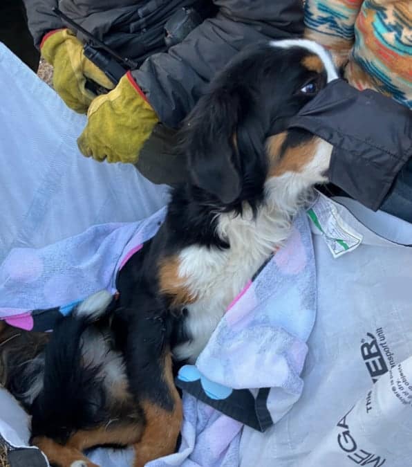 La storia di Nova, il cane disperso in montagna per 2 mesi
