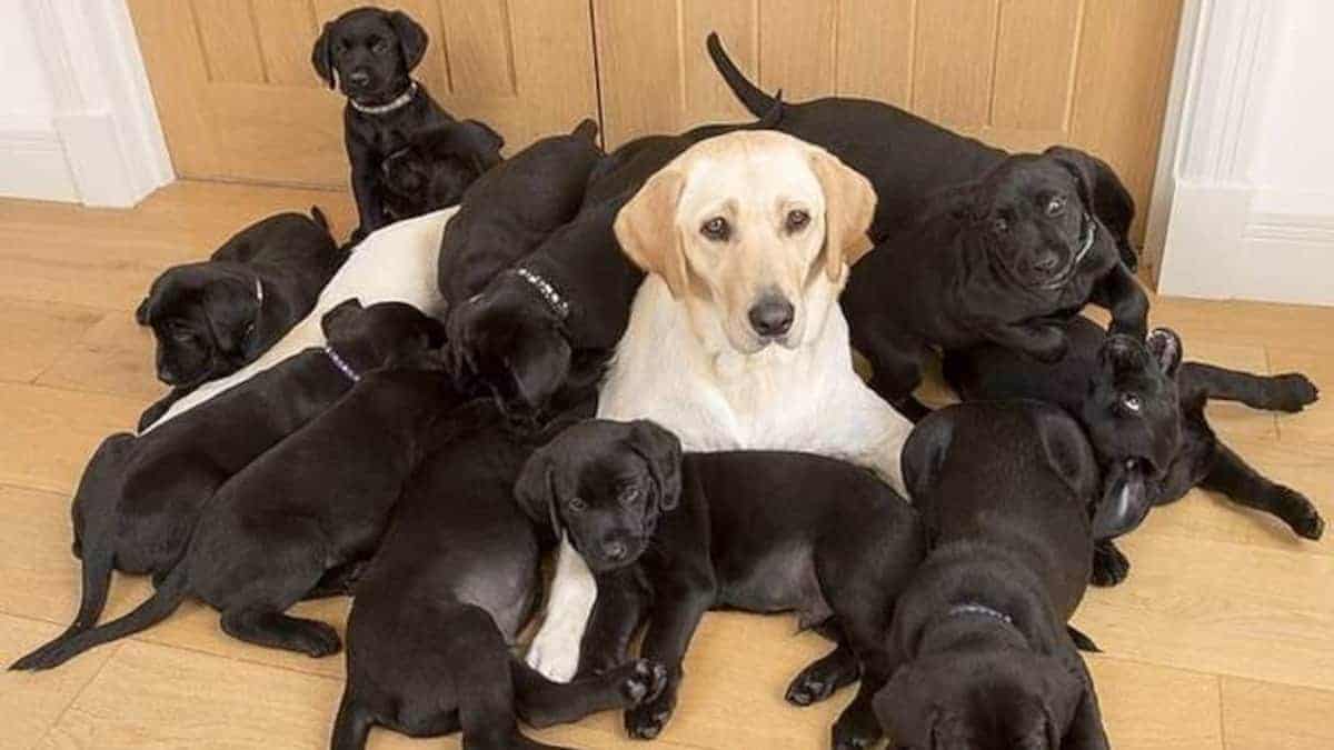 13 cuccioli neri nati da una labrador dal pelo dorato