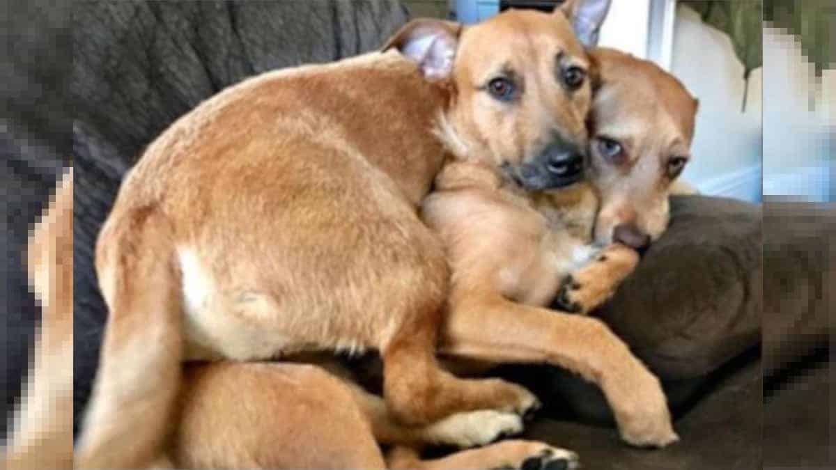 Fà una passeggiata e incontra un cane che le assomiglia.