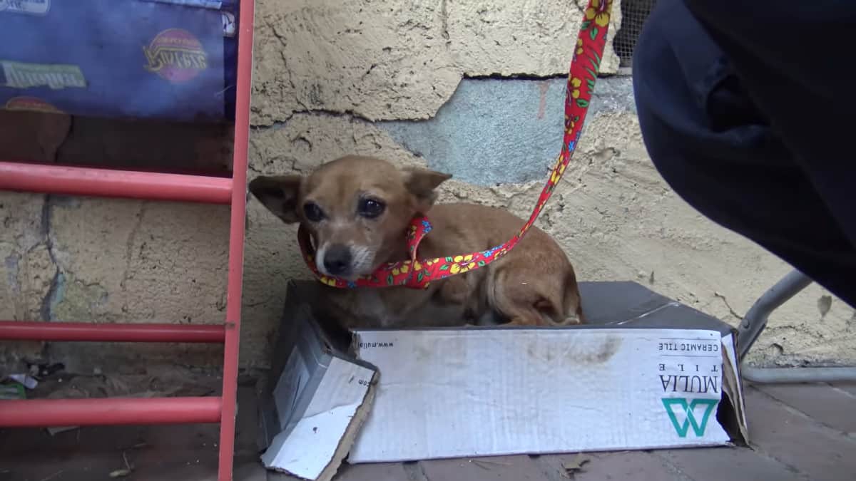 Un cane malato a tre zampe dorme sotto la pioggia su una scatola di scarpe