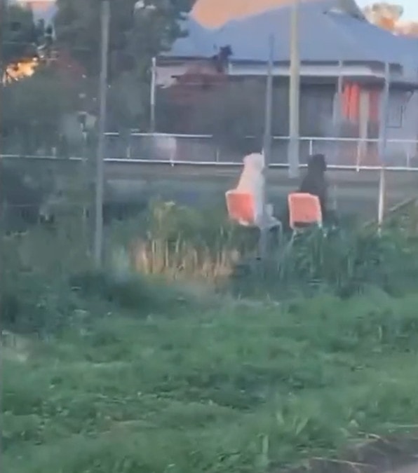 Il video di un labrador e un pittbull seduti su una sedia in giradino, diventa virale