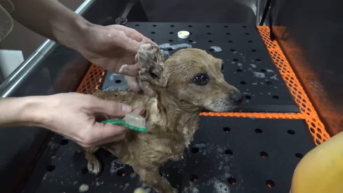 Cagnolina randagia con 3 zampe, dorme in scatola di scarpe sotto la pioggia