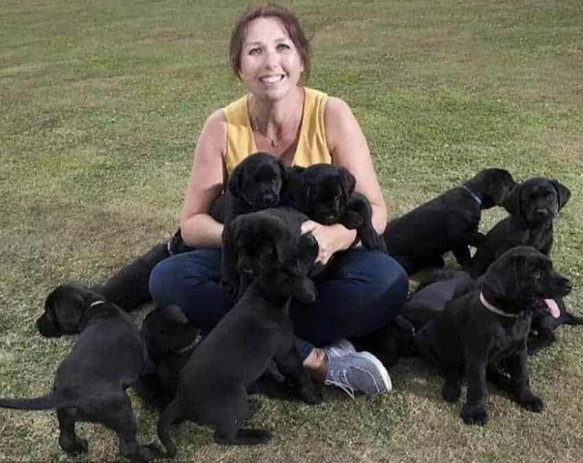 13 cuccioli neri nati da una labrador dal pelo dorato