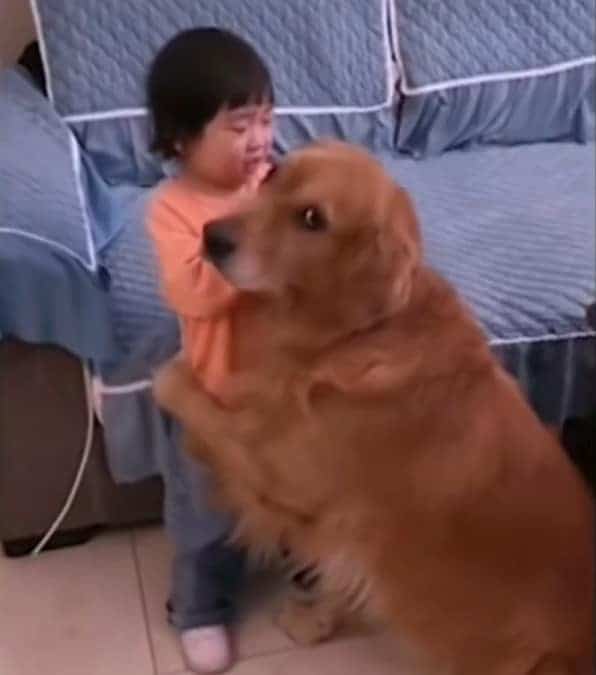 cane difende la padroncina dopo essere stata sgridata dalla madre