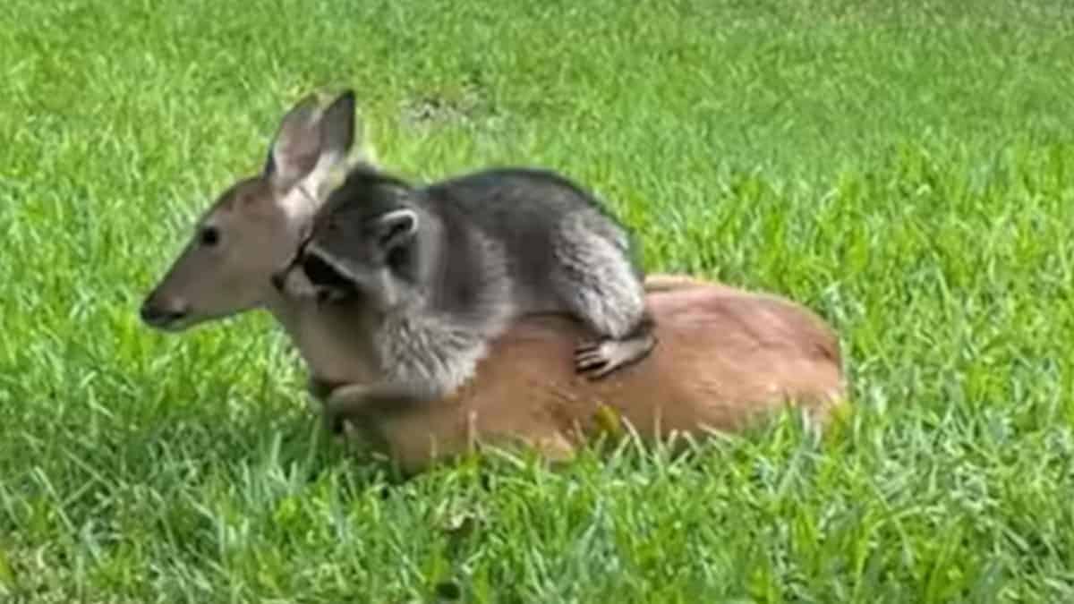 Il cucciolo di cervo e di procione, entrambi orfani, trascorrono il loro tempo insieme.