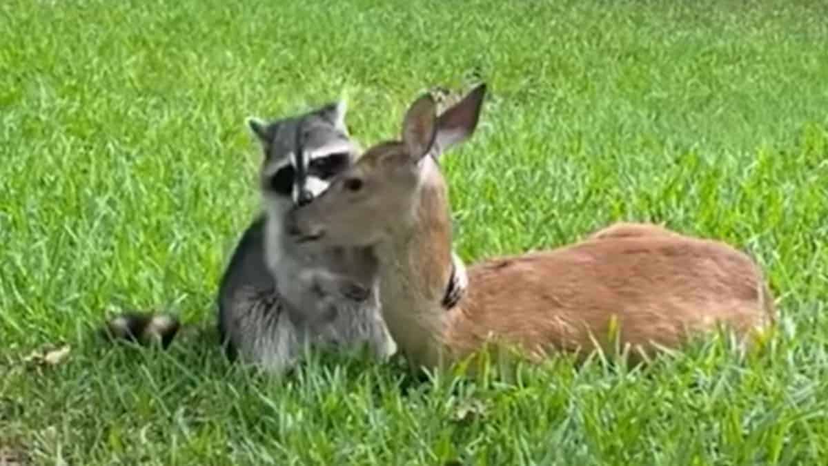 Cuccioli orfani, di un cervo e un procione, cercano conforto l'uno nell'altro.