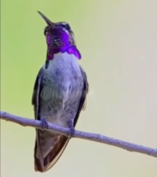 Il colibrì Ape, l'uccello piccolo al mondo dal piumaggio cangiante
