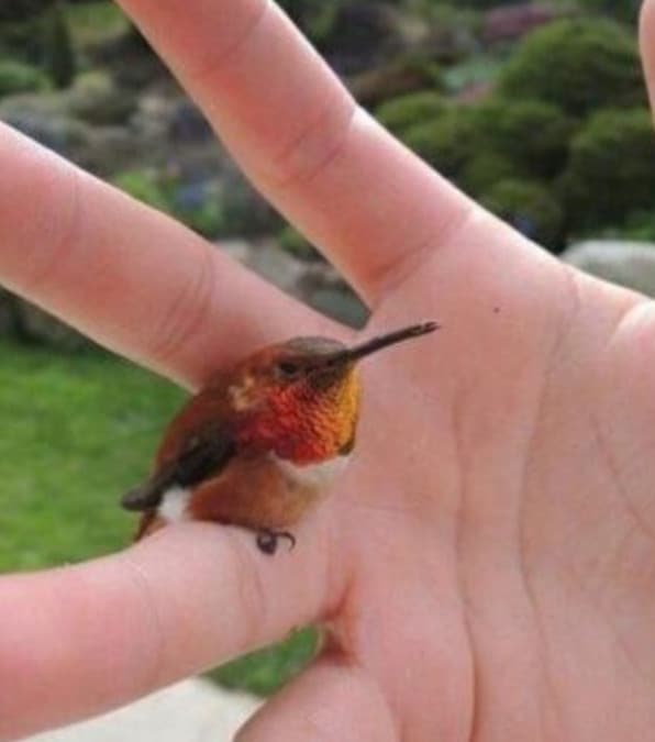 Il colibrì Ape, l'uccello piccolo al mondo dal piumaggio cangiante