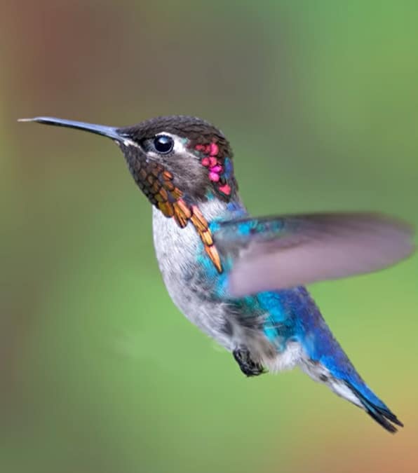 Il colibrì Ape, l'uccello piccolo al mondo dal piumaggio cangiante