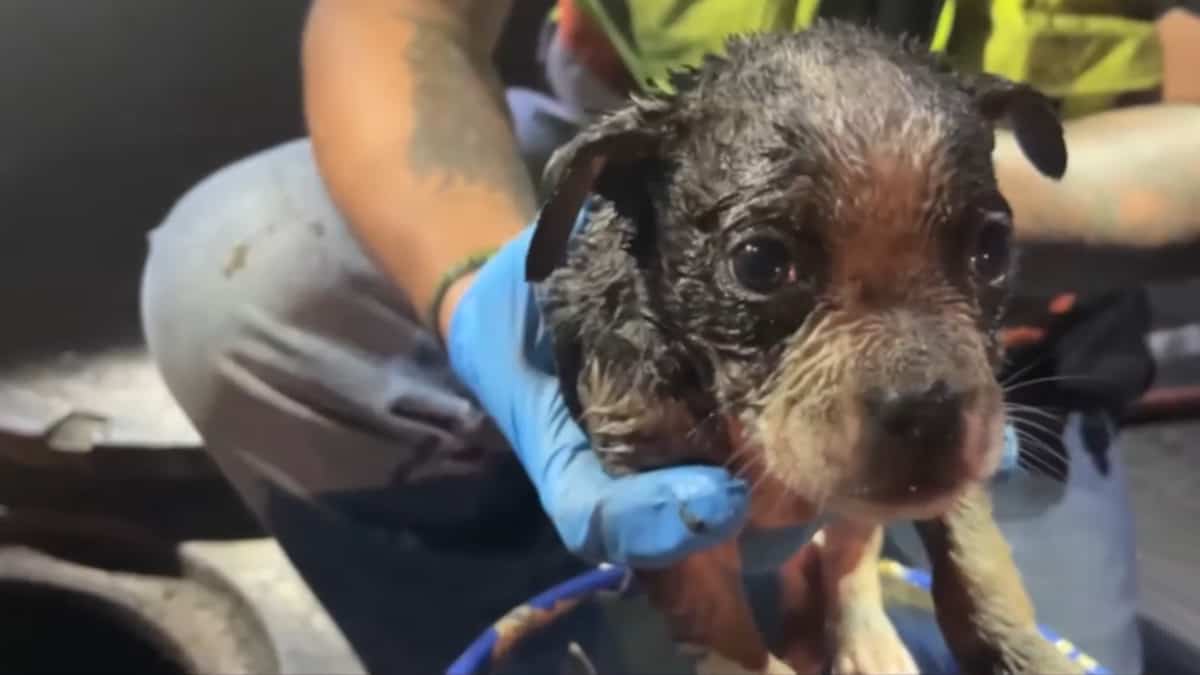 Soccorritori liberano un cucciolo intrappolato nelle fognature.