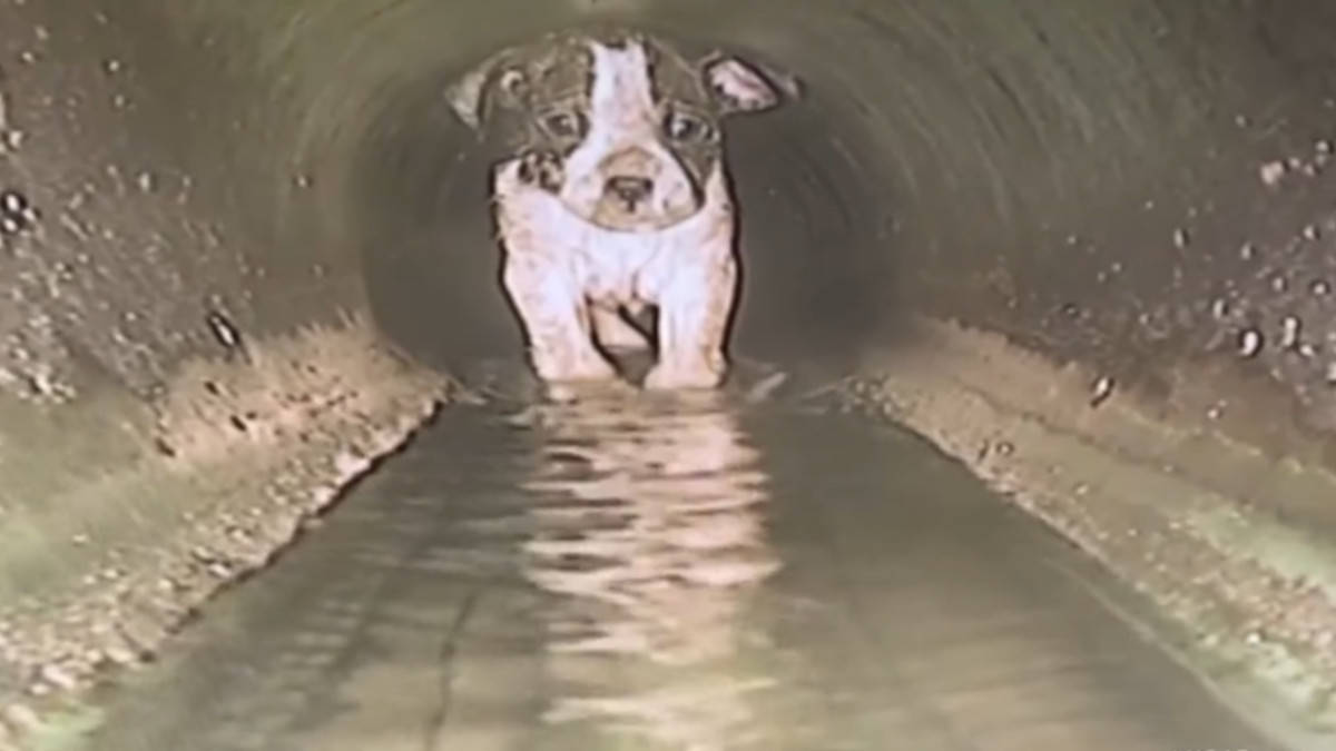 Soccorritori liberano un cucciolo intrappolato nelle fognature.