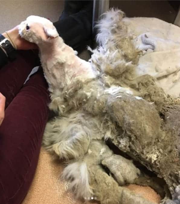 La Trasformazione di Sinbad: un gatto persiano abbandonato con 5 kg di pelo arruffato