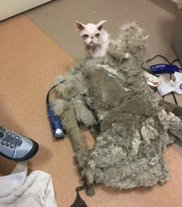 La Trasformazione di Sinbad: un gatto persiano abbandonato con 5 kg di pelo arruffato