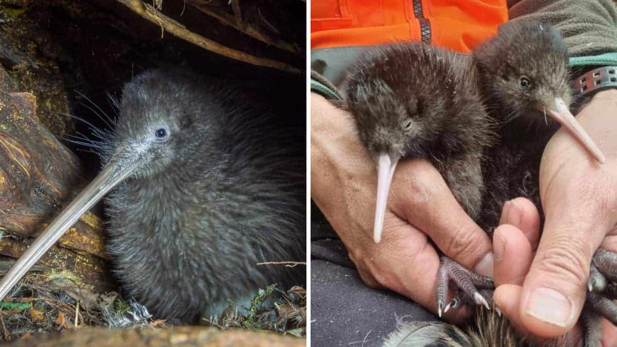 quattro pulcini di kiwi nascono nei boschi vicino Wellington