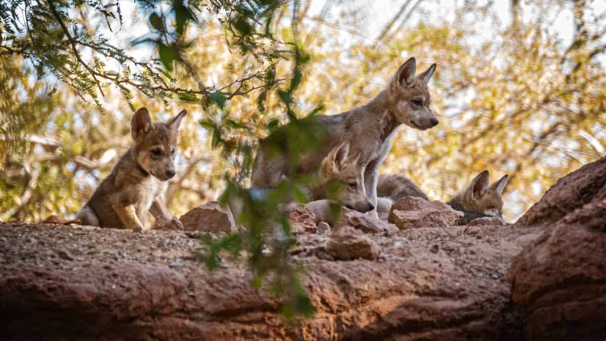 Un lupo rimasto vedovo continua a prendersi cura dei suoi cinque cuccioli.