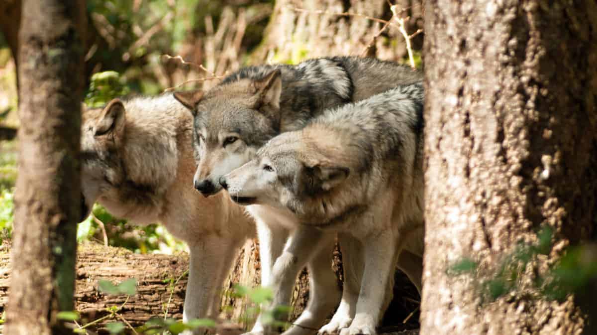 Un lupo rimasto vedovo continua a prendersi cura dei suoi cinque cuccioli.