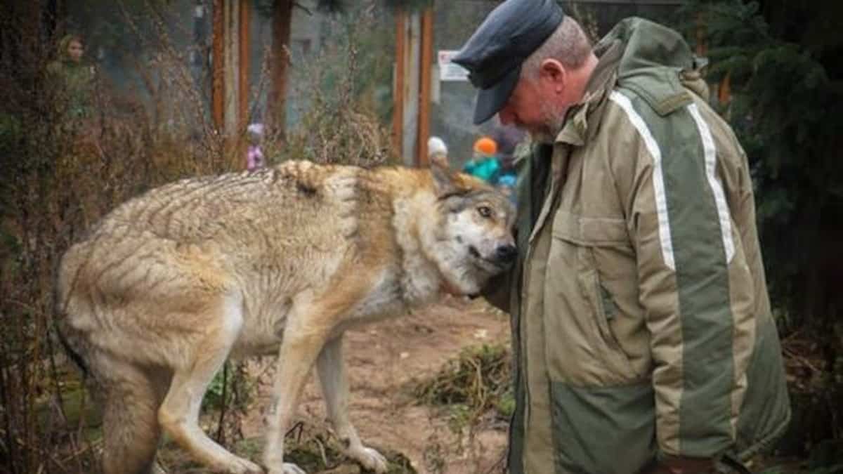 Guardaboschi sfama lupo, ne nasce un insolita amicizia