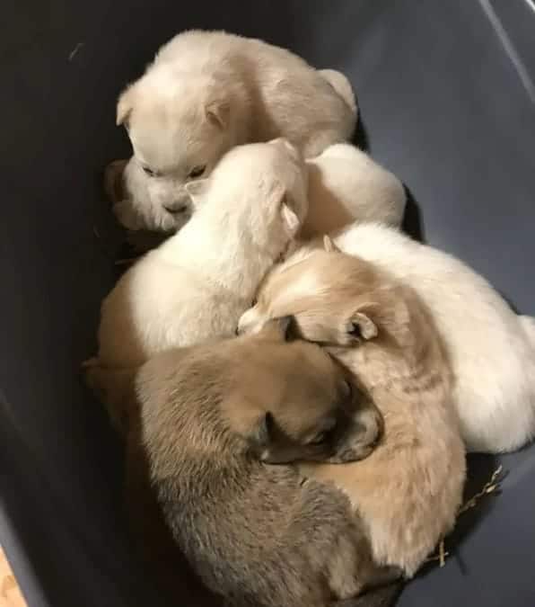 il cane e i cuccioli sono rimasti nella neve per 3 settimane