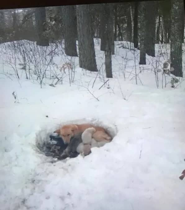 il cane e i cuccioli sono rimasti nella neve per 3 settimane