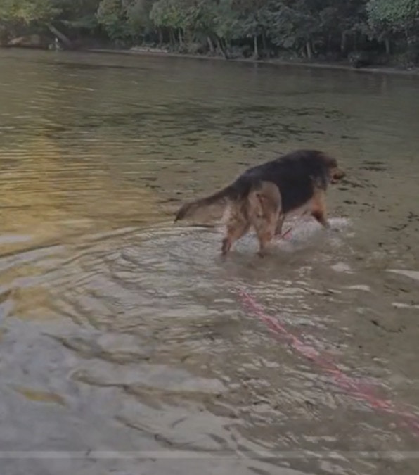 Il cane anziano viene portato a spasso per la prima volta dopo anni