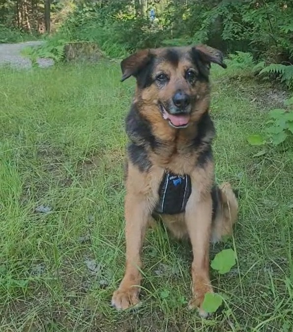 Il cane anziano viene portato a spasso per la prima volta dopo anni