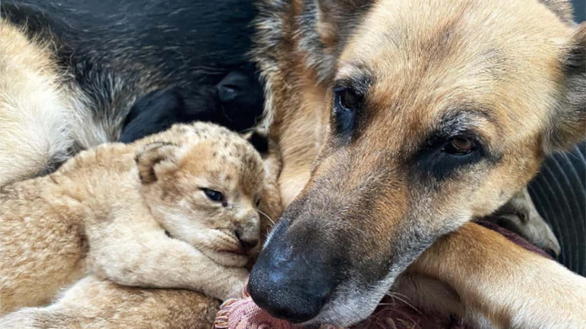 Pastore tedesco adotta cuccioli di leone orfani.