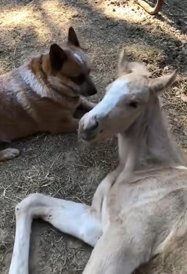 un pony orfano viene confortato da un cane