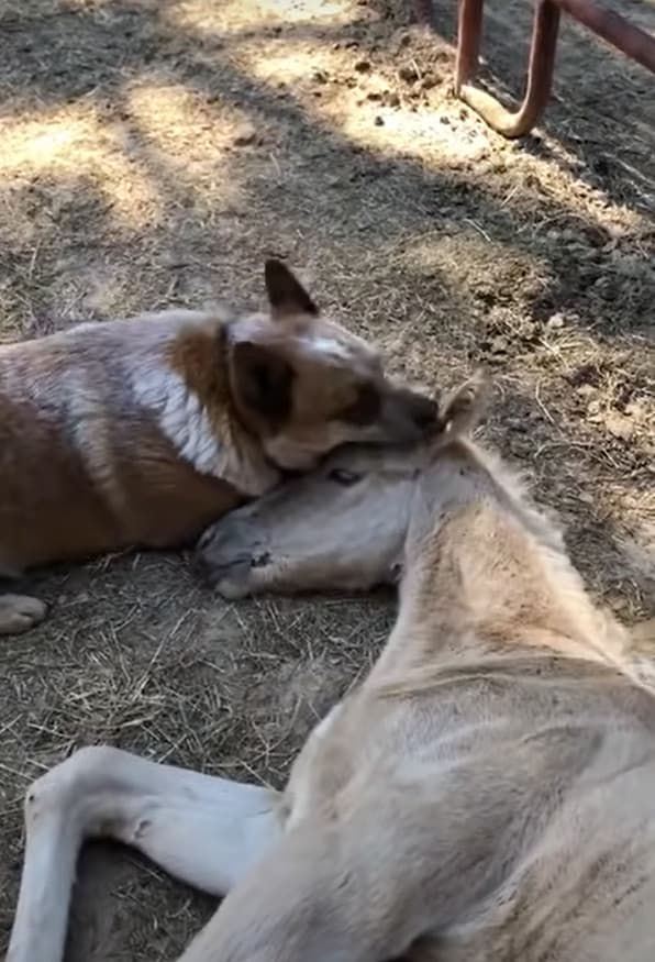 un pony orfano viene confortato da un cane