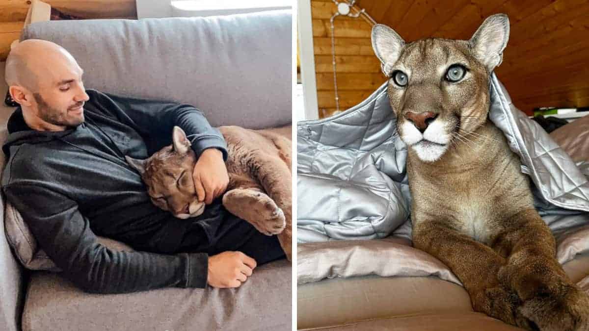 Asottano cucciolo di Puma che non può essere messo in libertà, ora vive come un gatto viziato