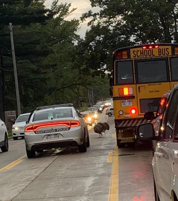 Gary il tacchino che blocca il traffico e tormenta gli automobilisti.