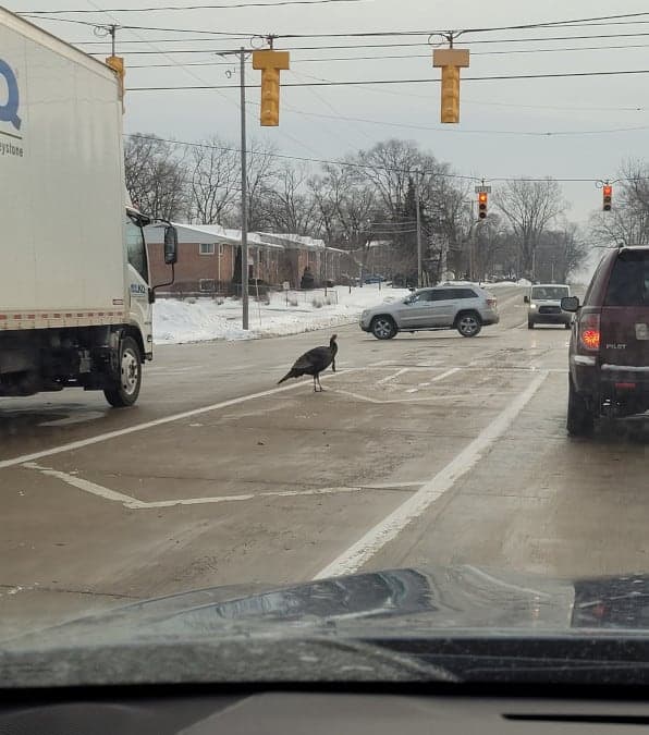 Gary il tacchino che blocca il traffico e tormenta gli automobilisti.