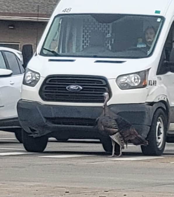 Gary il tacchino che blocca il traffico e tormenta gli automobilisti.