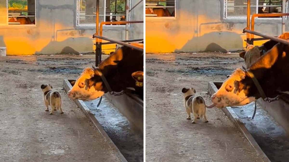 L'esilarante scherzo di una mucca a un cagnolino